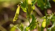 Peas Come To The Table Preview