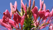 Companion Planting