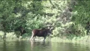 Moose Protections?
