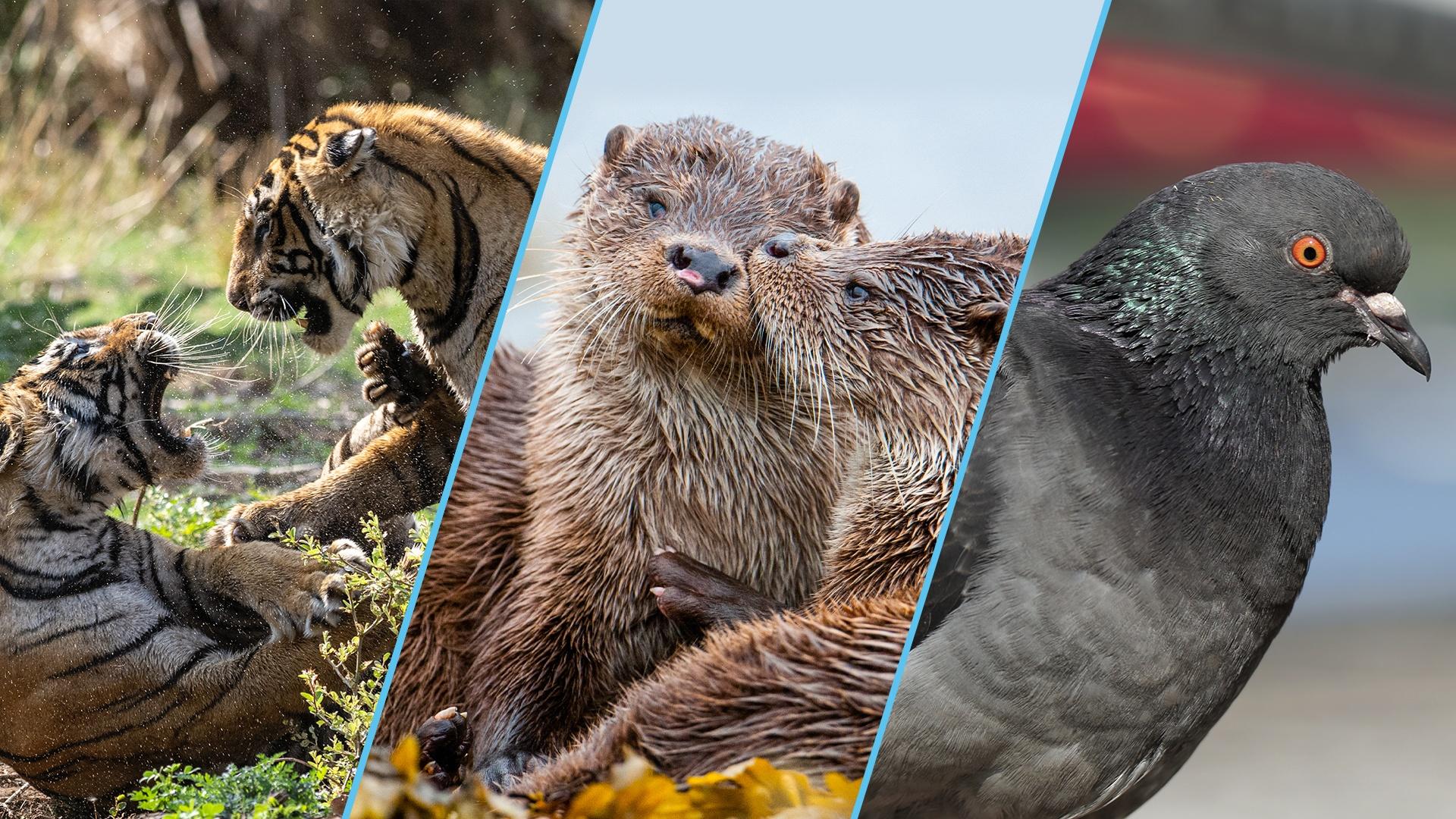 Get a sneak peek at a brand new season of NATURE on PBS.