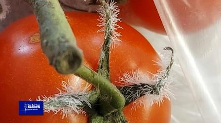 Video thumbnail: You Bet Your Garden You Bet Your Garden S3 Ep. 22 Get Ready for Spring