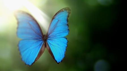 Video thumbnail: NOVA How the Morpho Butterfly Gets its Iridescent Color