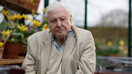 Video thumbnail: Nature Preview of Attenborough's Wonder of Song