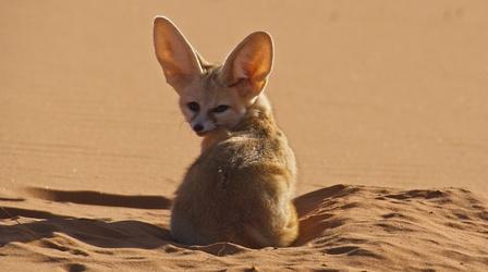 Discovering the Smallest Wild Dog in the Vast Sahara | Nature ...