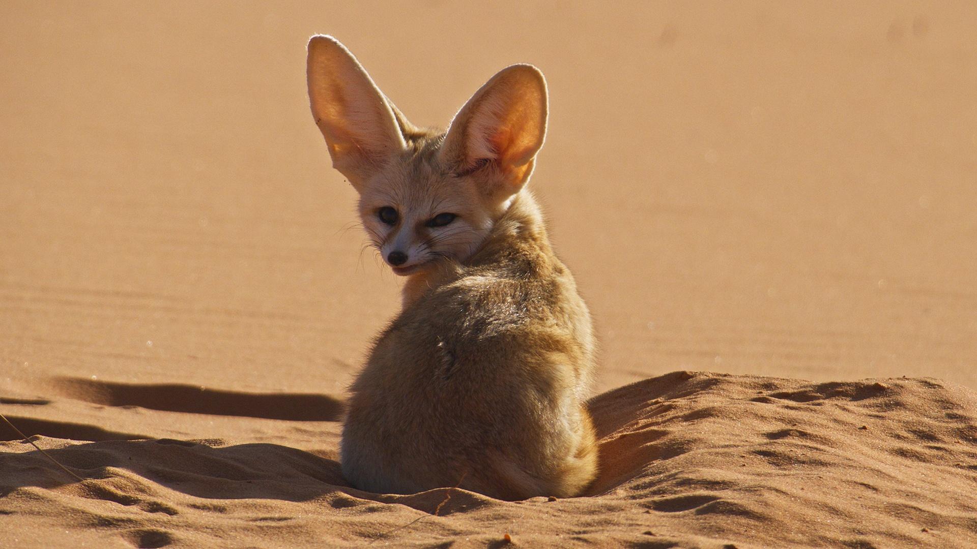 Nature Meet The World s Smallest Wild Dog Twin Cities PBS