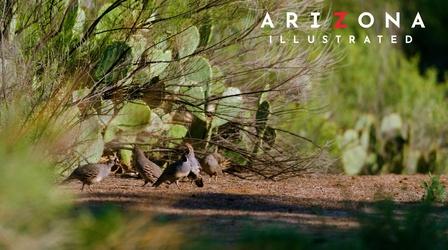 Video thumbnail: Arizona Illustrated Nature in Oro Valley