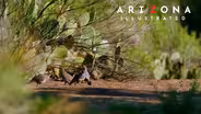 Nature in Oro Valley