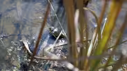 Trailer: Welcome to the Wetlands