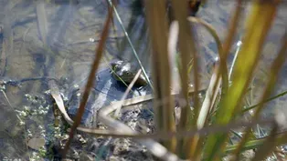 Trailer: Welcome to the Wetlands