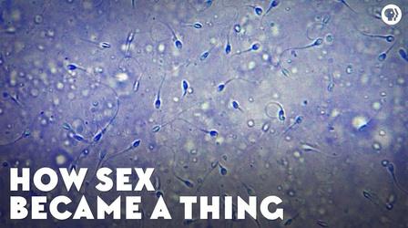 Video thumbnail: Eons How Sex Became A Thing