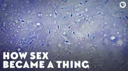 How Sex Became A Thing