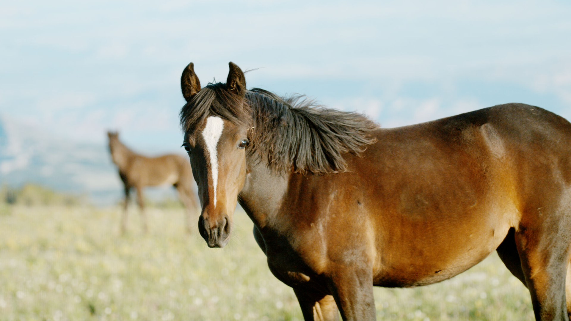 Nature Preview of American Horses Season | 10 | PBS