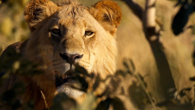 Big Cats 24/7 Image
