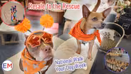 National Walk Your Dog Week