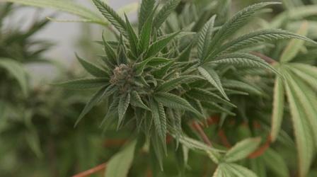 Video thumbnail: SCI NC What hemp farming looks like