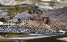 Engineers turn to beavers for insights into managing water