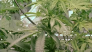 Competition is fierce in bid for medical marijuana licenses