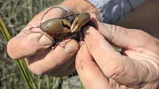 Life in the Salt Marsh