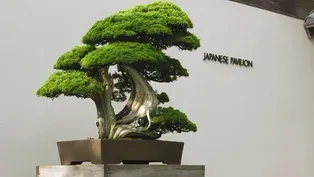 Bicentennial Bonsai: Emissaries of Peace