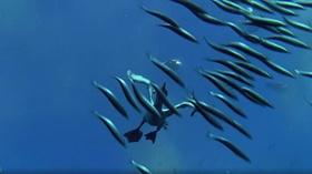 Video thumbnail: Arizona PBS Previews Supernature - Wild Flyers : 103