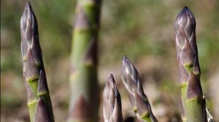 Video thumbnail: The Wisconsin Gardener Asparagus, Grass & Daffodils
