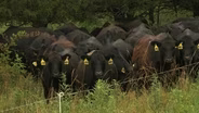 Mitigating New World Screwworm Threat in Kentucky