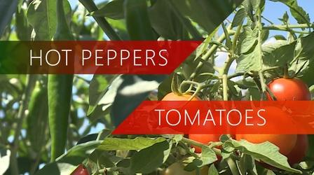Video thumbnail: The Local Feed Hot Peppers | Tomatoes