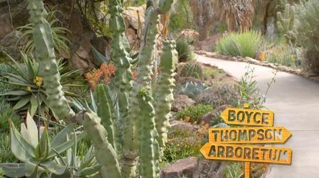 Video thumbnail: Trail Mix'd It's All About Blooms in Superior's Boyce Thompson Arboretum