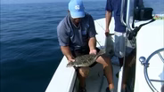 Offshore Flounder