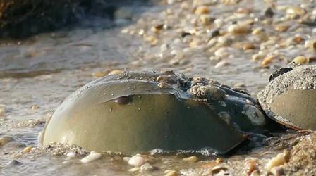 Video thumbnail: SCI NC How horseshoe crabs save lives