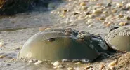 How horseshoe crabs save lives