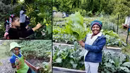 Williams City Farm