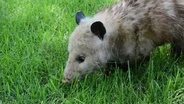 VIRGINIA OPOSSUM