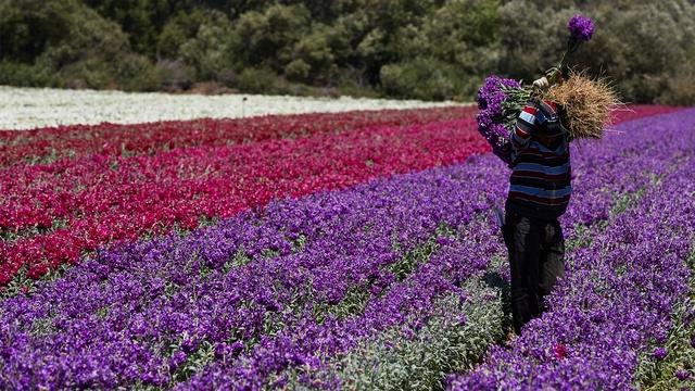 J Schwanke's Life In Bloom | Flower Spice