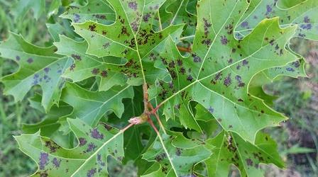 Video thumbnail: Central Texas Gardener Troubles with Trees + Planting Garlic, Onions, Shallots