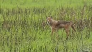 Coyote - Canis latrans