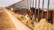 Wild Horses vs Ranchers