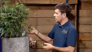 Cannabis seeding and propagation