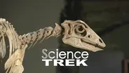 Skeletons: Just How Do They Know It’s A Dinosaur?