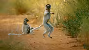 Why Do Sifakas Pogo?