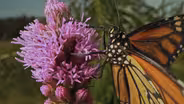 The Epic Migration of Monarch Butterflies