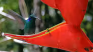 Costa Rica: Quest for Pura Vida