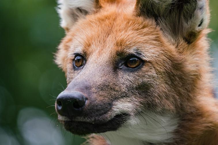 Defending Wild Dogs | Dogs in the Wild Poster