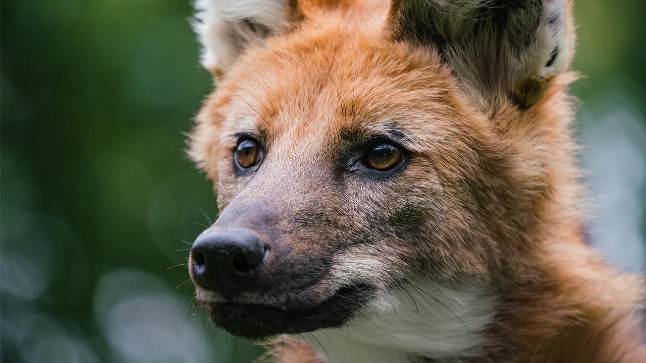 Nature | Defending Wild Dogs | Dogs in the Wild