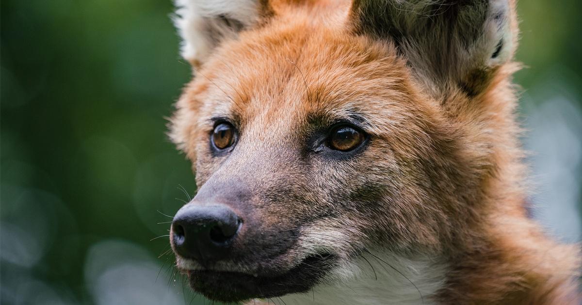 Endangered Wild Dogs Rely on Diverse Habitat to Survive Around