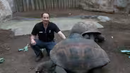 Bruno the Tortoise
