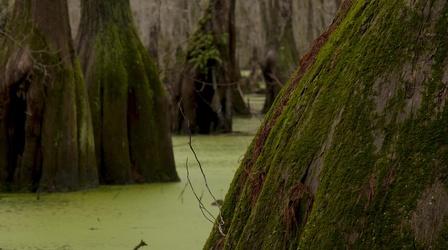 Video thumbnail: Exploring North Carolina Preview: Ten Places to Learn Tar Heel Natural Heritage