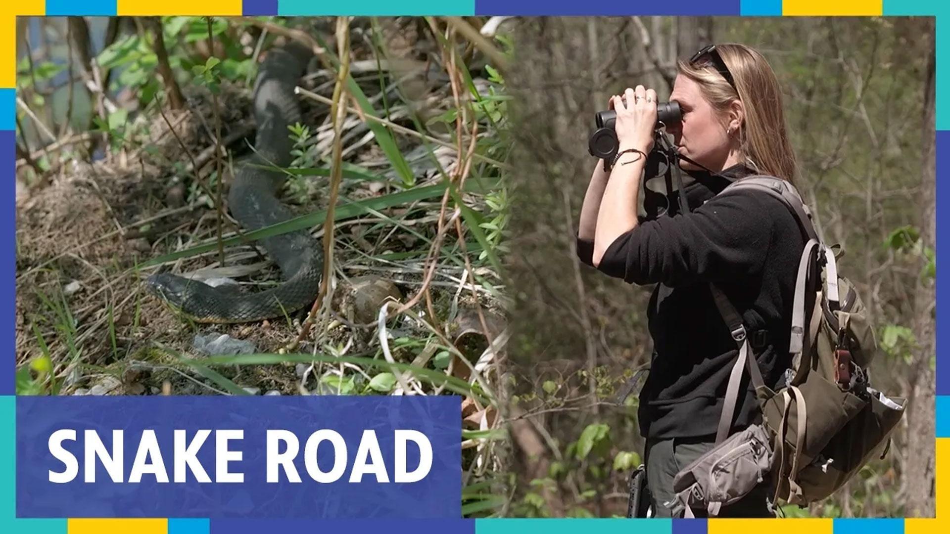 Searching for Snakes on the Shawnee National Forest's "Snake Road"