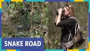 Searching for Snakes on the Shawnee National Forest's "Snake Road"