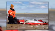 Dems demand 'real solutions' to marine mammal deaths